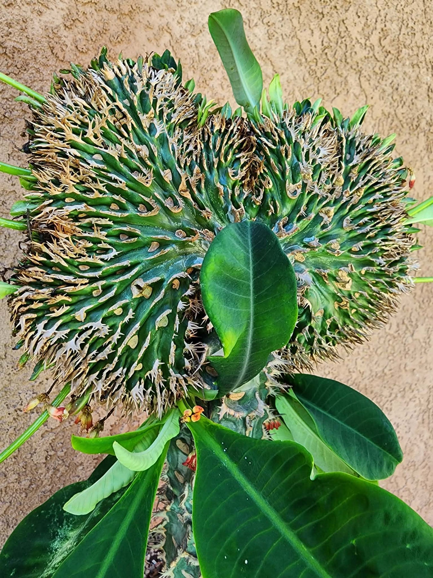Euphorbia viguieri var. capuroniana cristata - Collector Specimen