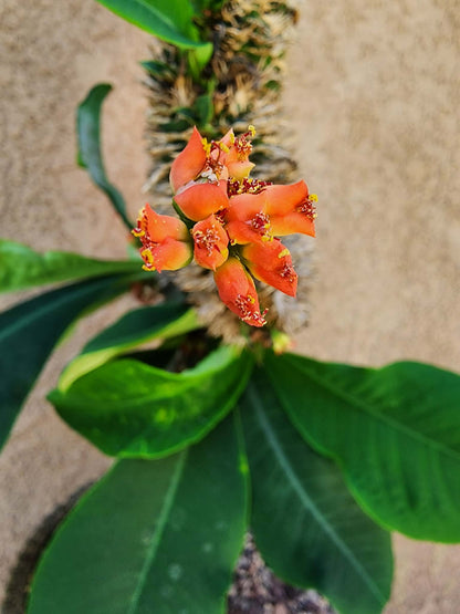 Euphorbia viguieri var. capuroniana cristata - Collector Specimen