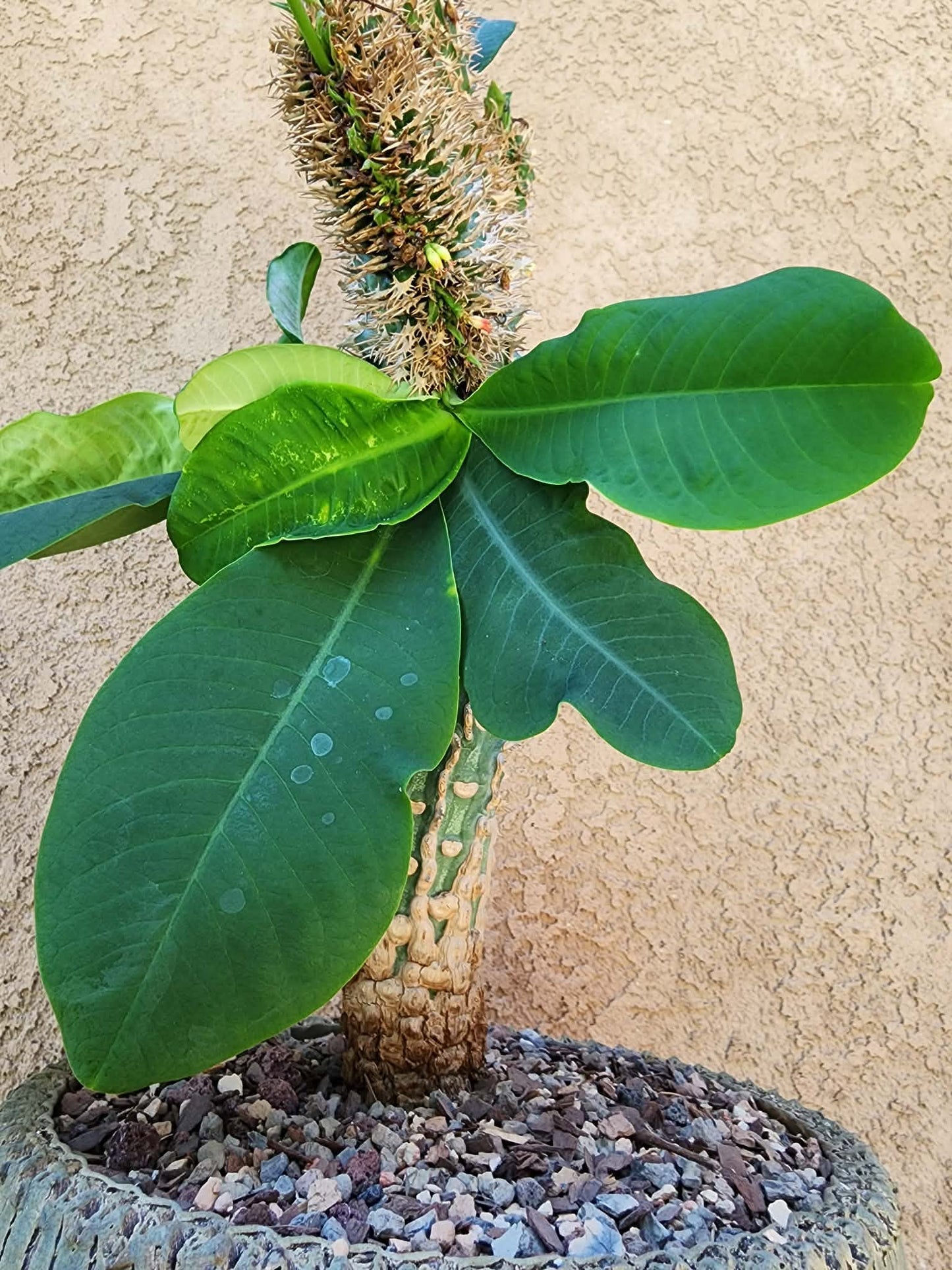 Euphorbia viguieri var. capuroniana cristata - Collector Specimen