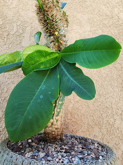 Euphorbia viguieri var. capuroniana cristata - Collector Specimen
