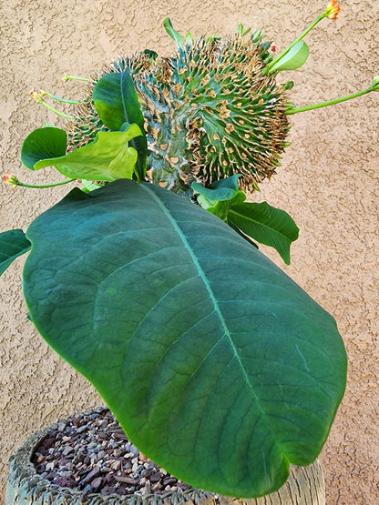 Euphorbia viguieri var. capuroniana cristata - Collector Specimen