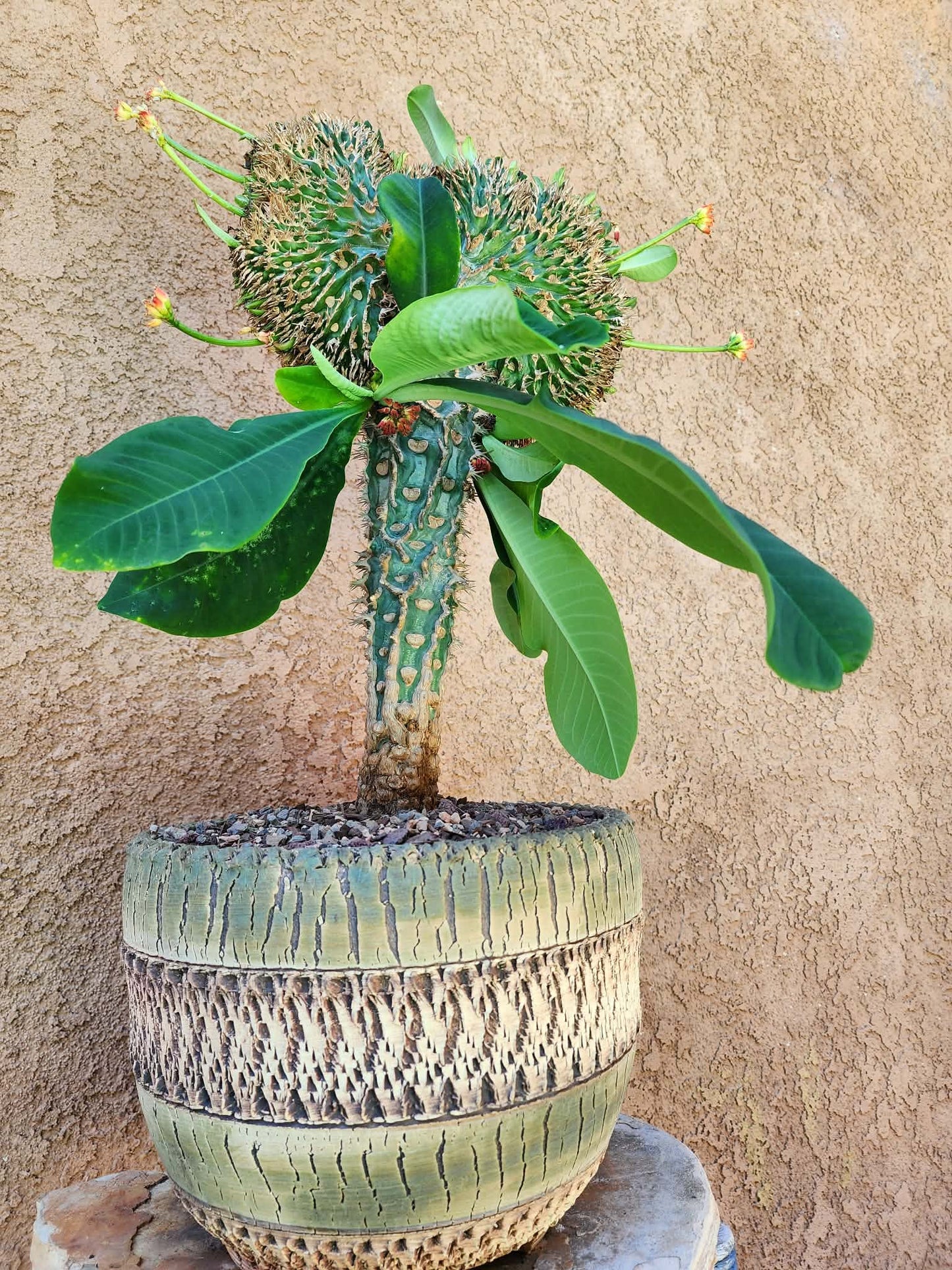 Euphorbia viguieri var. capuroniana cristata - Collector Specimen