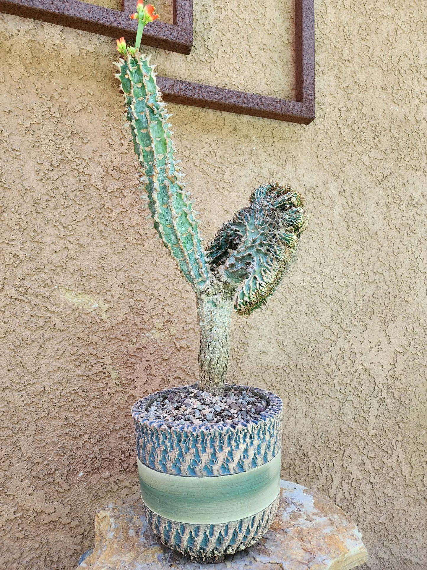 Euphorbia viguieri var. capuroniana cristata (Last one!)