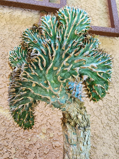Euphorbia viguieri var. capuroniana cristata (Last one!)