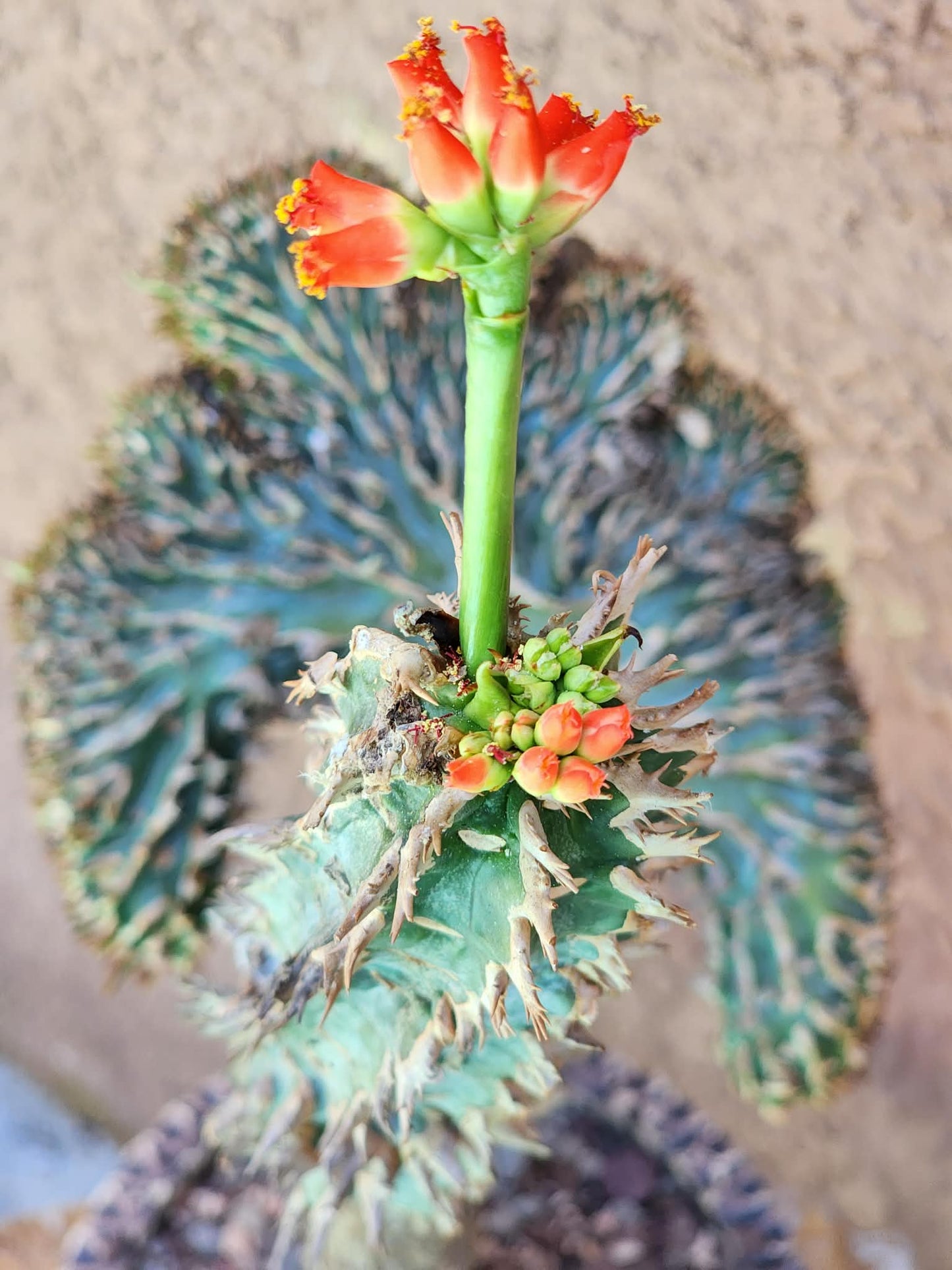 Euphorbia viguieri var. capuroniana cristata (Last one!)
