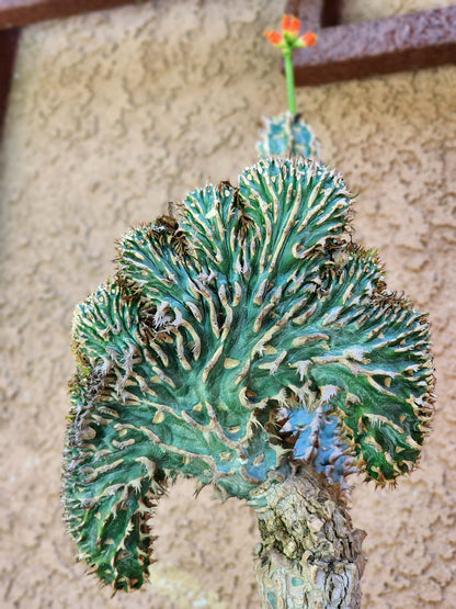 Euphorbia viguieri var. capuroniana cristata (Last one!)