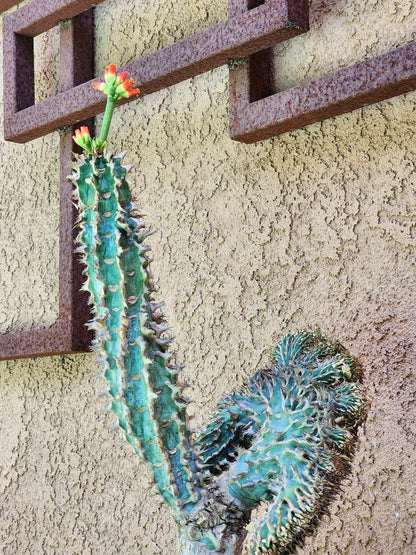 Euphorbia viguieri var. capuroniana cristata (Last one!)