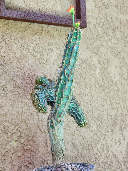 Euphorbia viguieri var. capuroniana cristata (Last one!)