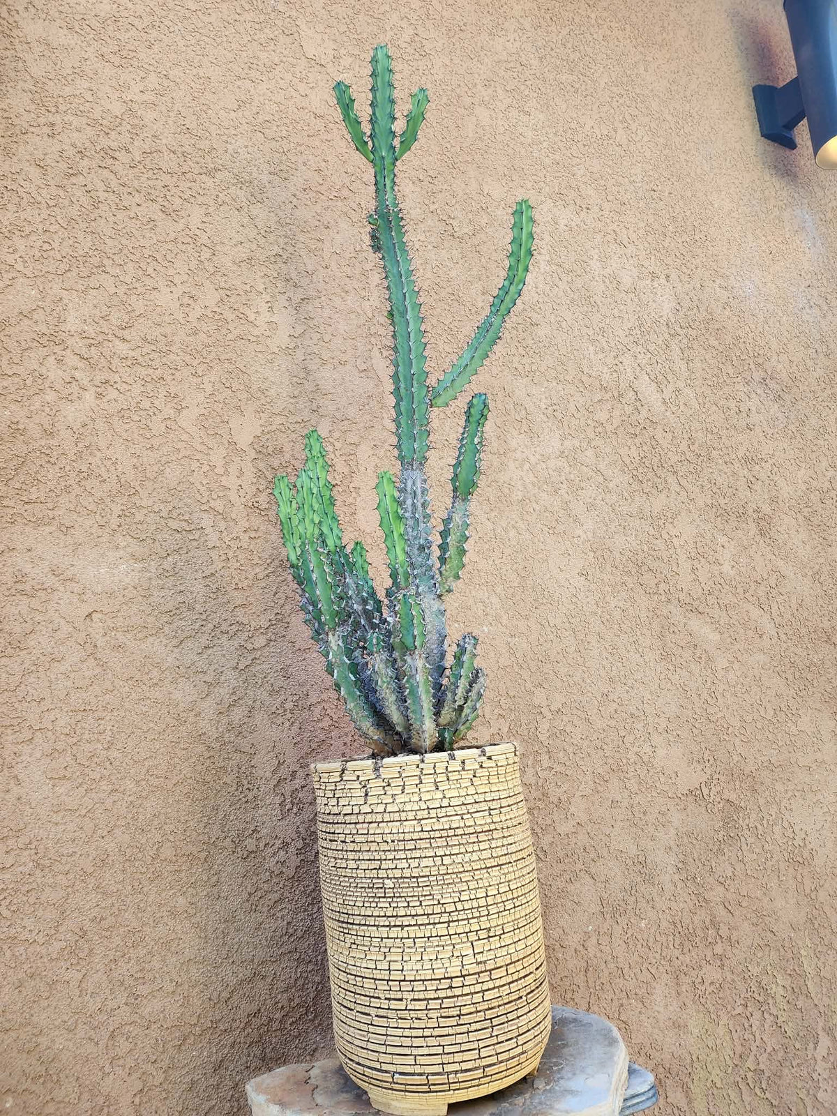Euphorbia zoutpansbergensis - 3 Feet Tall!