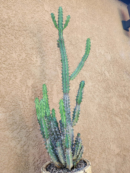 Euphorbia zoutpansbergensis - 3 Feet Tall!