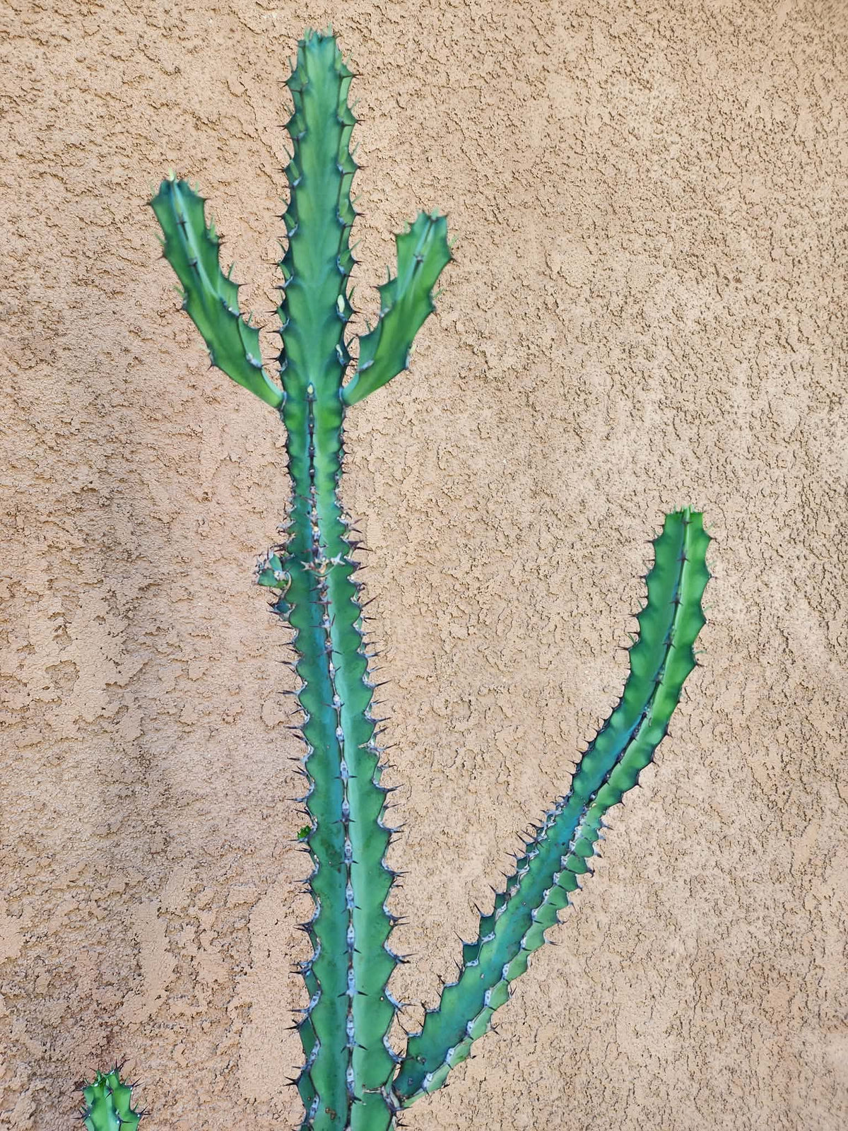 Euphorbia zoutpansbergensis - 3 Feet Tall!