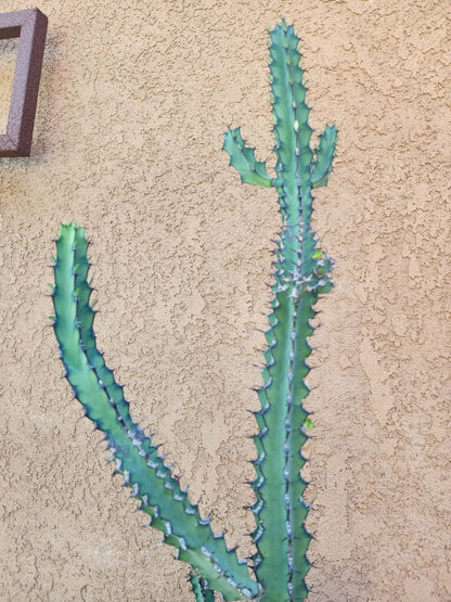 Euphorbia zoutpansbergensis - 3 Feet Tall!