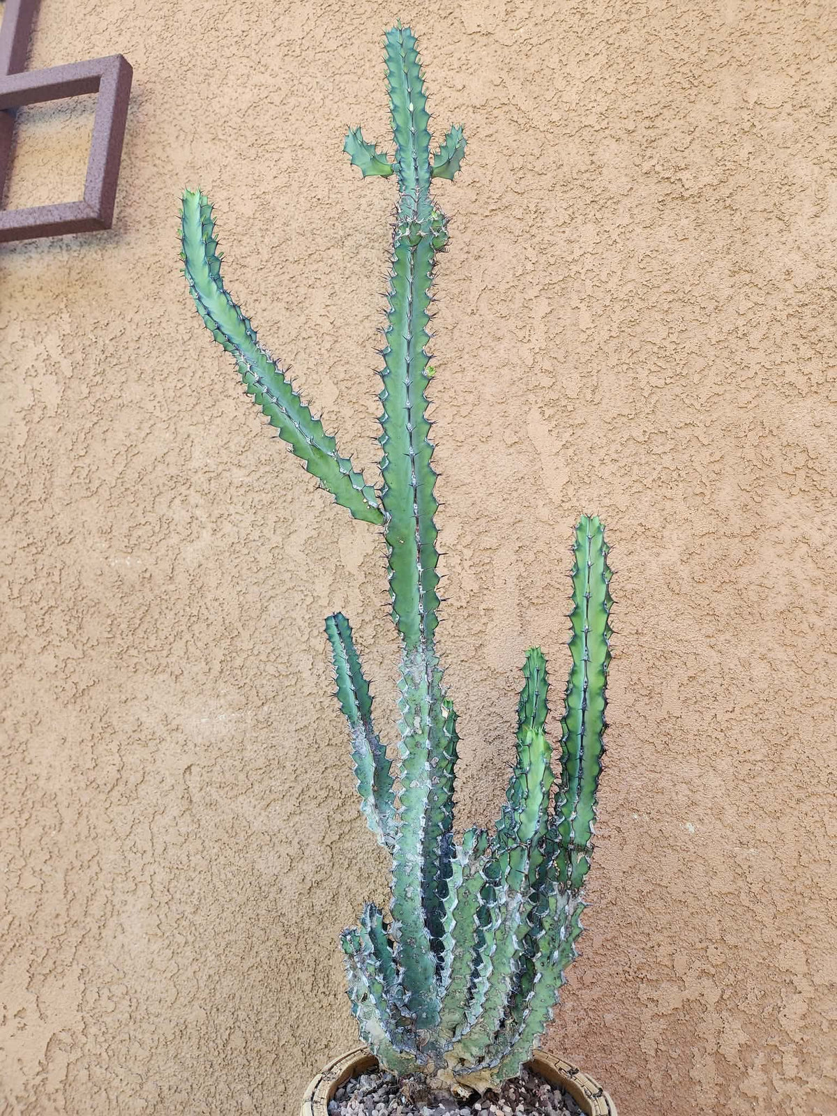 Euphorbia zoutpansbergensis - 3 Feet Tall!