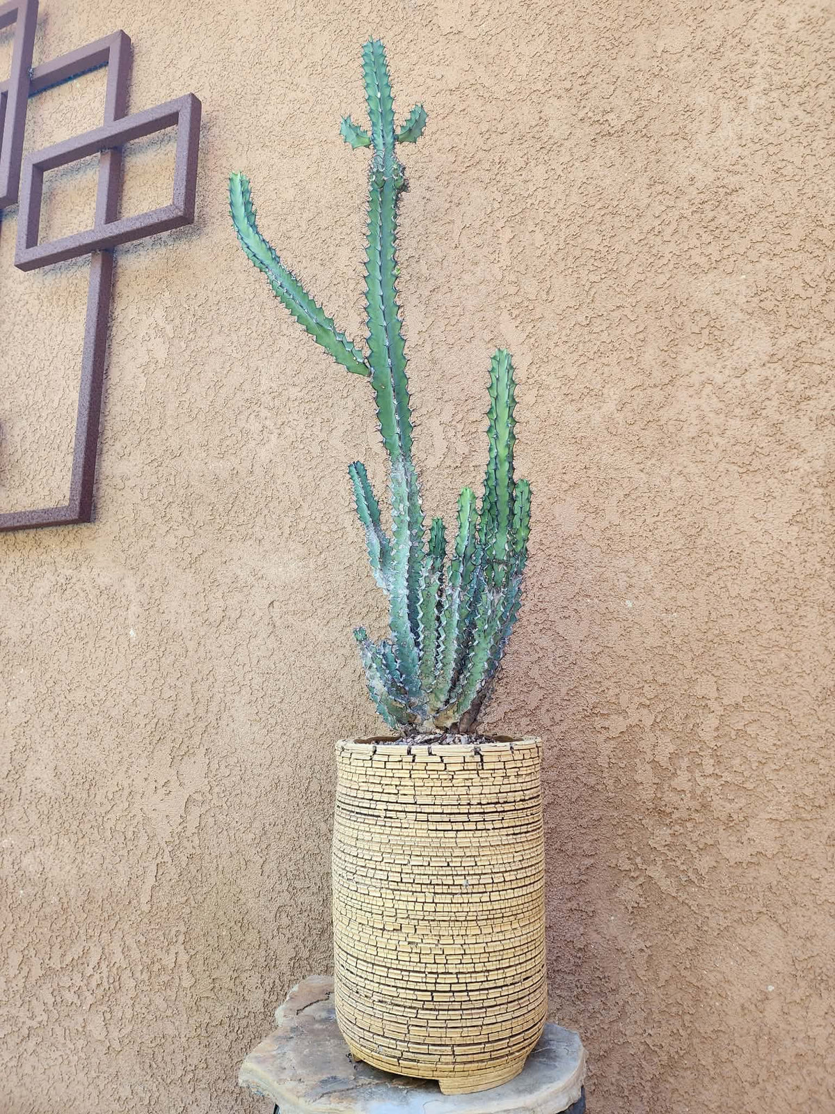 Euphorbia zoutpansbergensis - 3 Feet Tall!