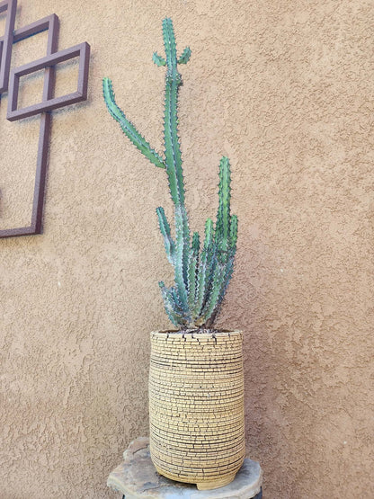 Euphorbia zoutpansbergensis - 3 Feet Tall!