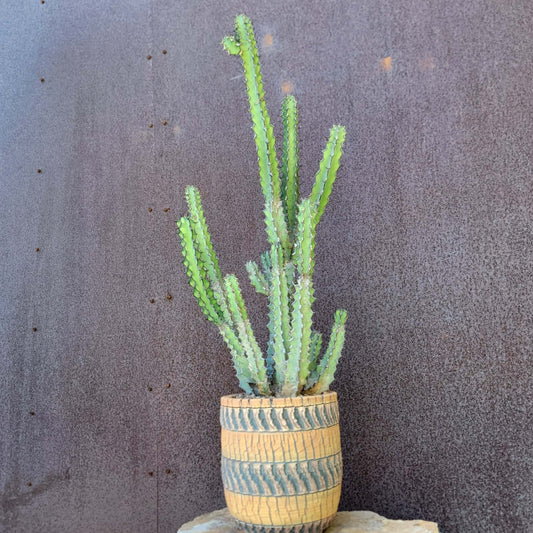 Euphorbia zoutpansbergensis - Huge!