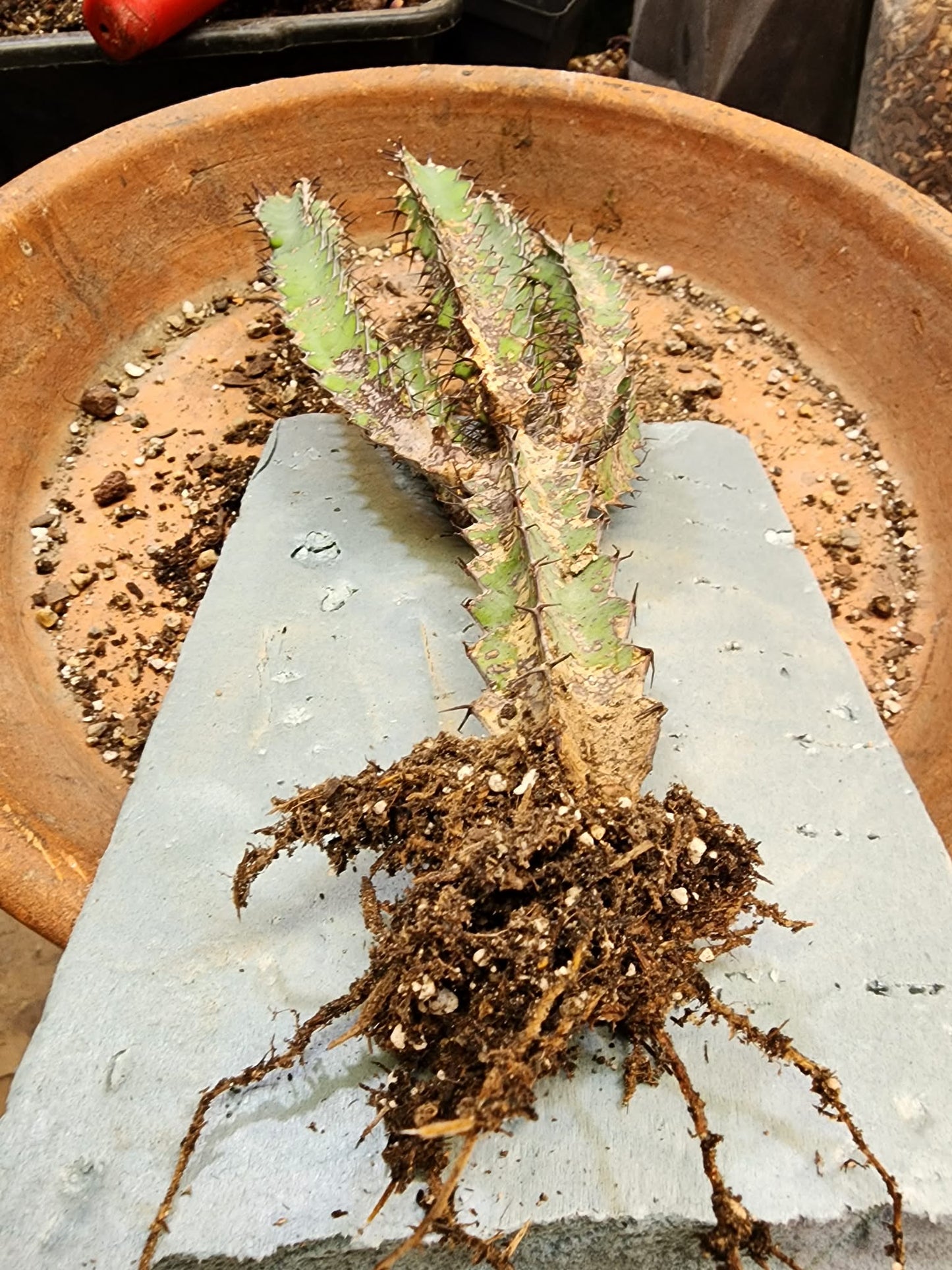 Euphorbia zoutpansbergensis