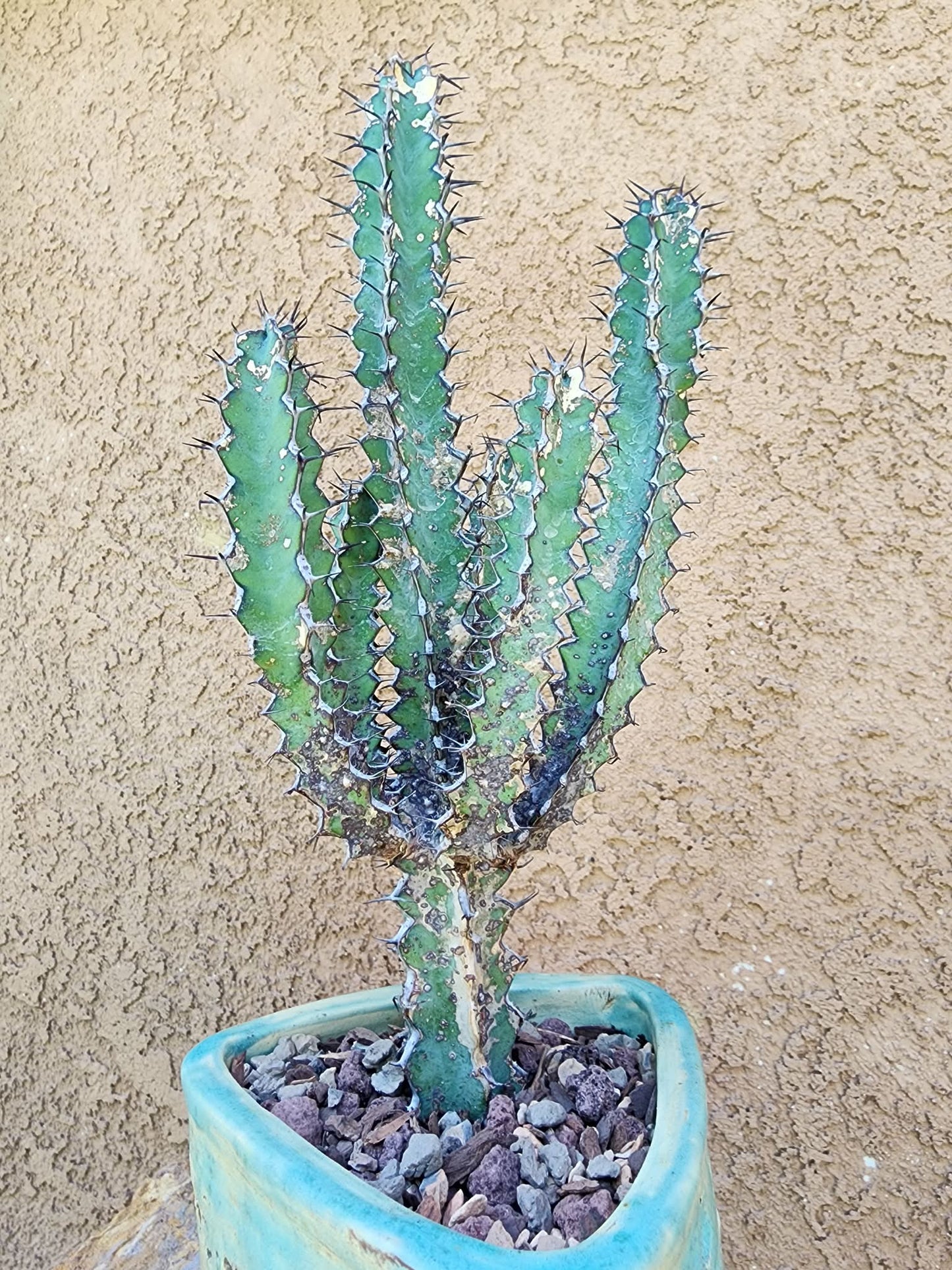 Euphorbia zoutpansbergensis