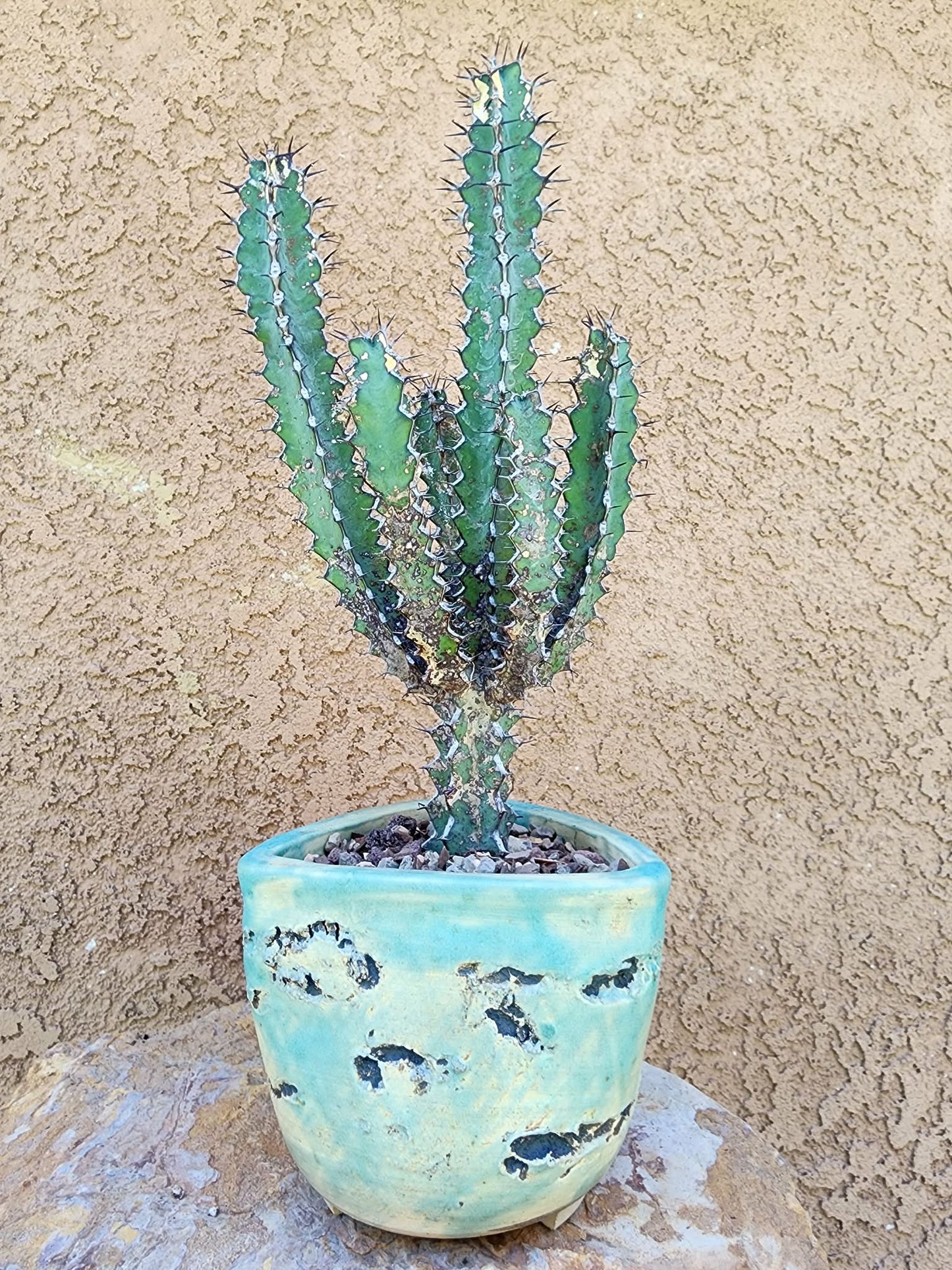 Euphorbia zoutpansbergensis