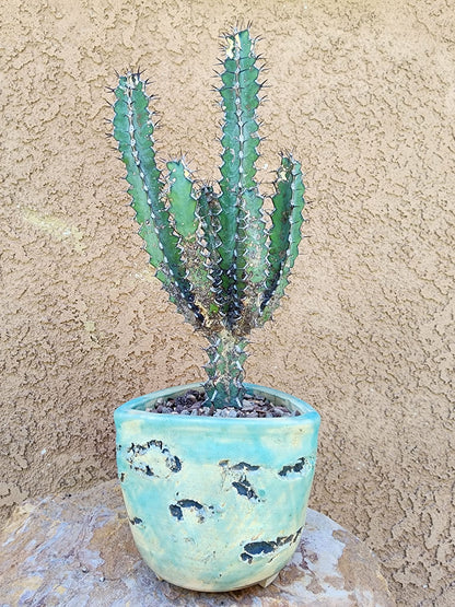 Euphorbia zoutpansbergensis