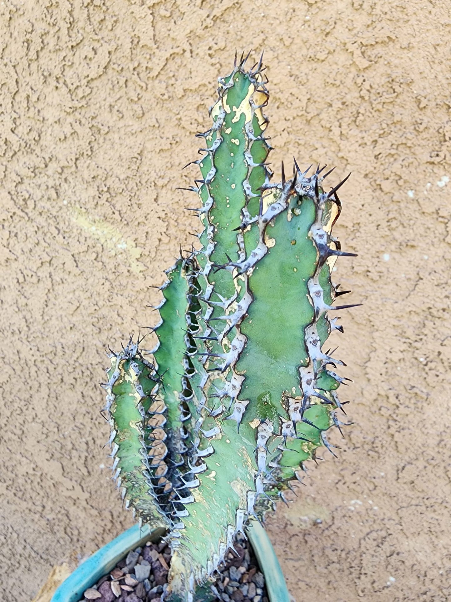 Euphorbia zoutpansbergensis