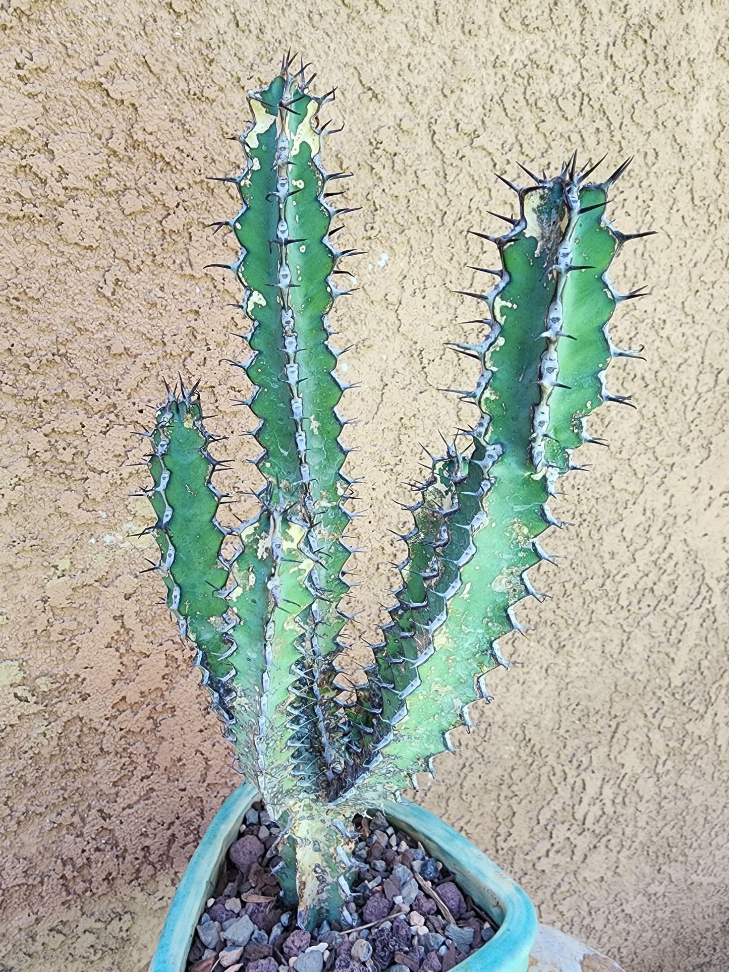 Euphorbia zoutpansbergensis