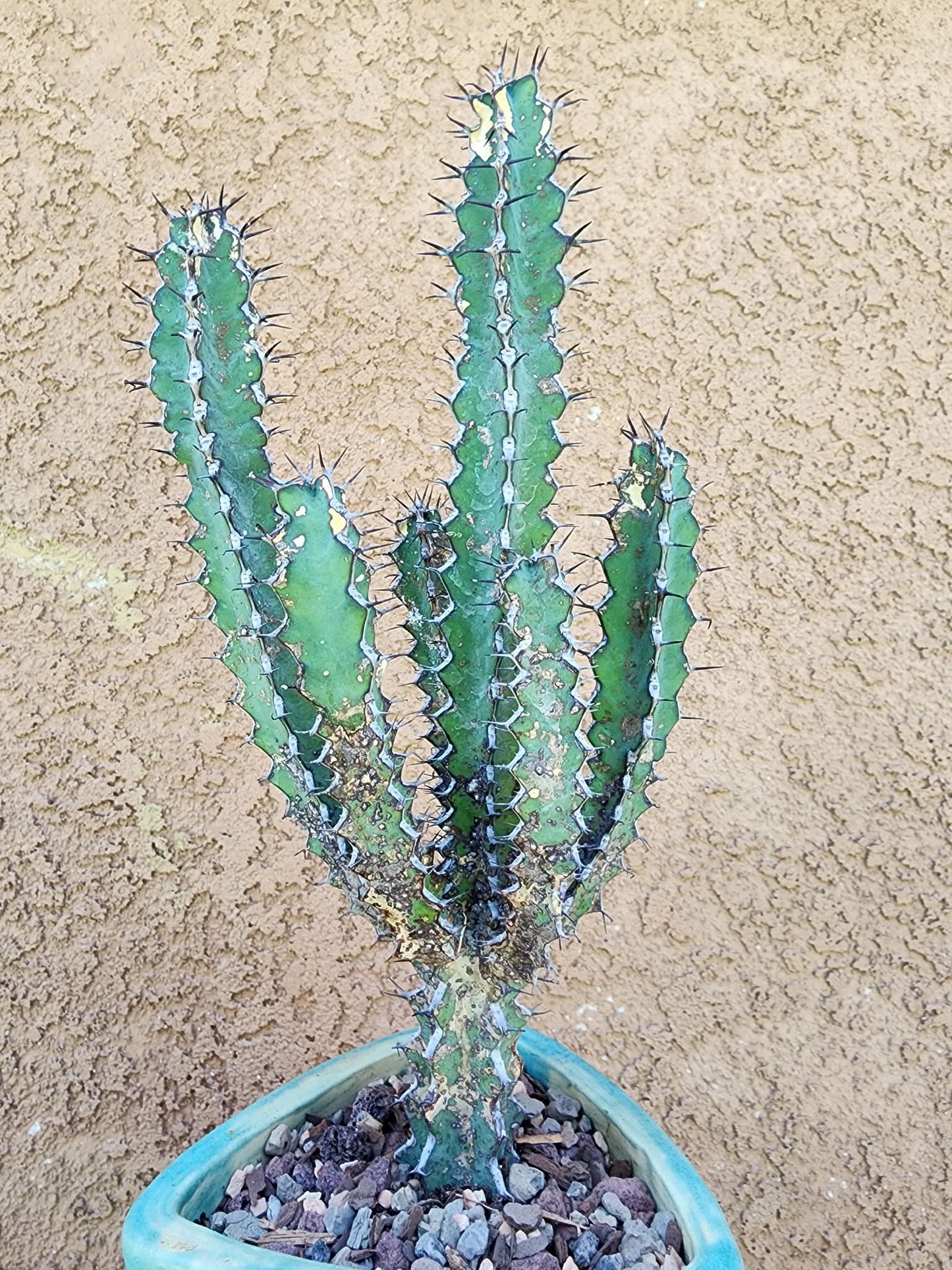 Euphorbia zoutpansbergensis