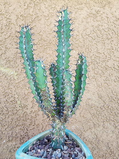 Euphorbia zoutpansbergensis