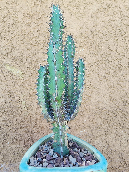 Euphorbia zoutpansbergensis