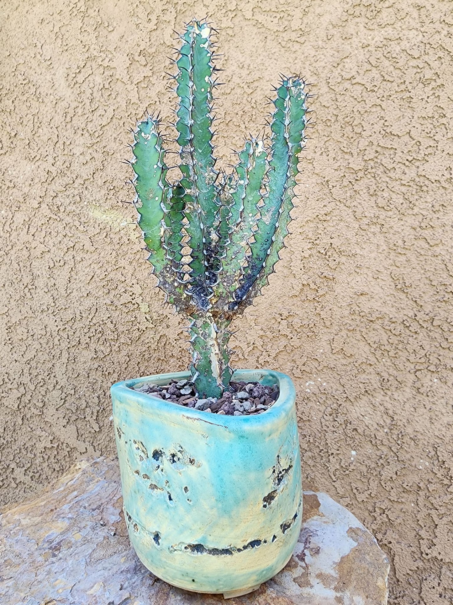 Euphorbia zoutpansbergensis