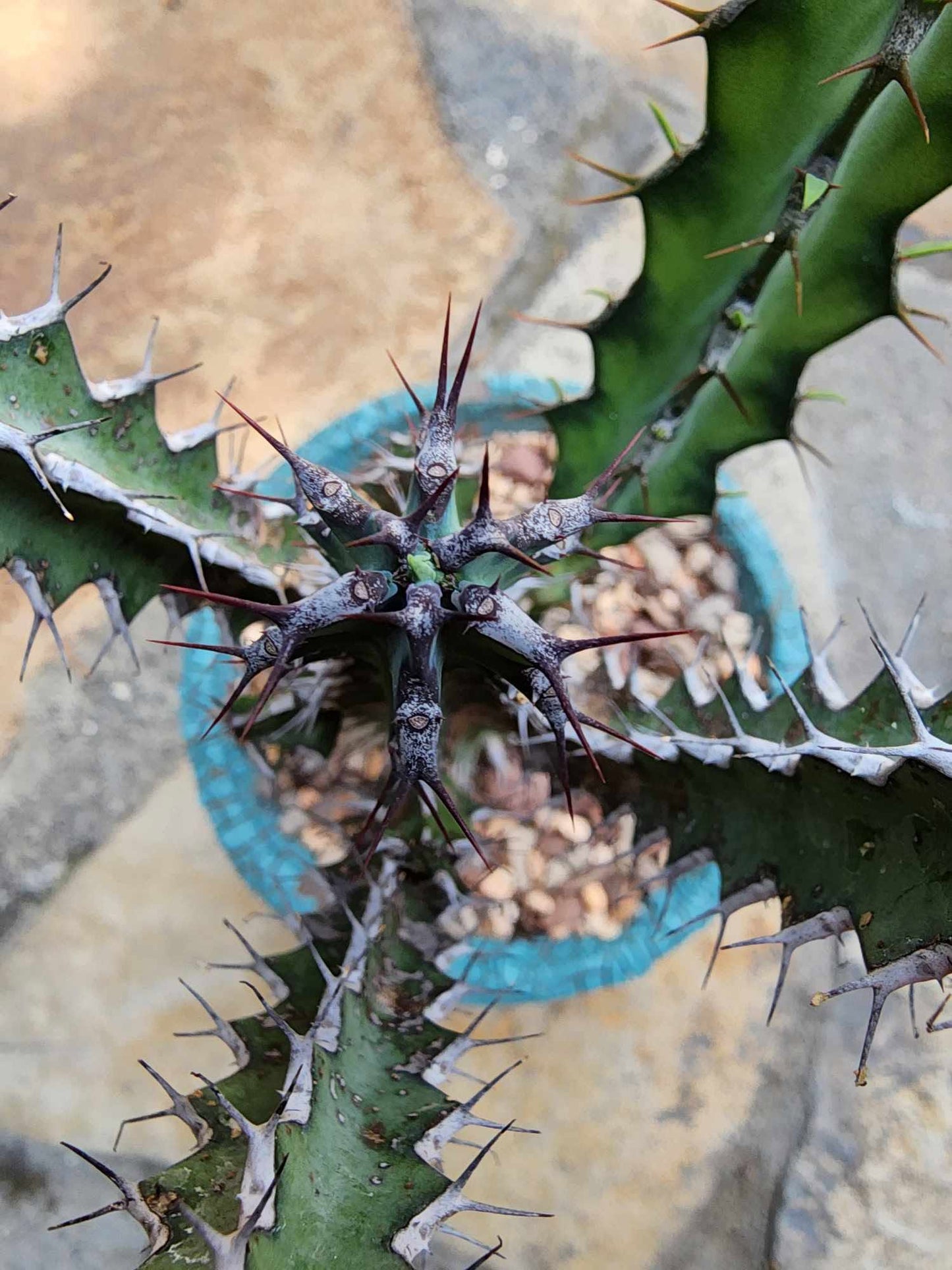 Euphorbia zoutpansbergensis
