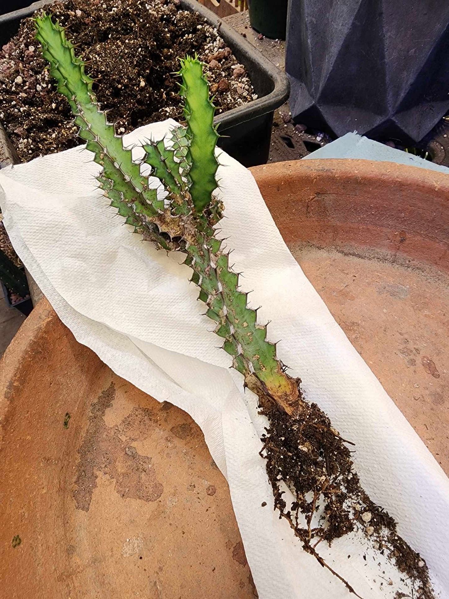 Euphorbia zoutpansbergensis
