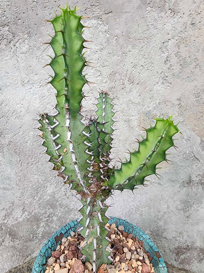 Euphorbia zoutpansbergensis