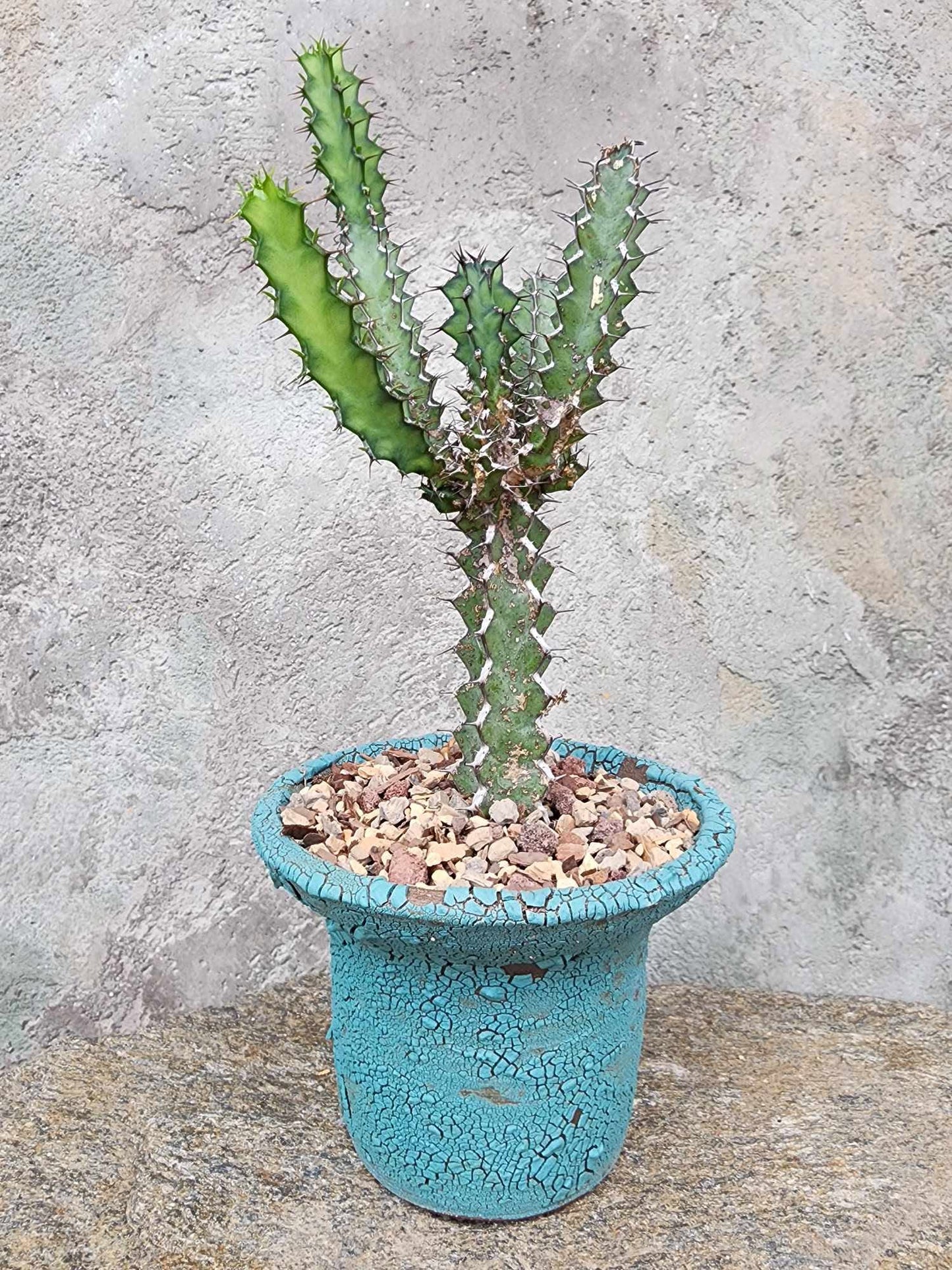 Euphorbia zoutpansbergensis