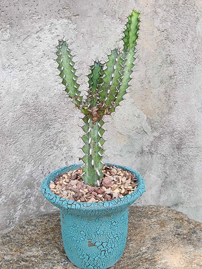 Euphorbia zoutpansbergensis