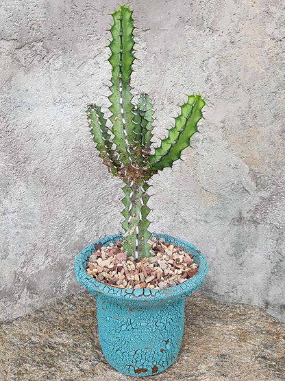 Euphorbia zoutpansbergensis