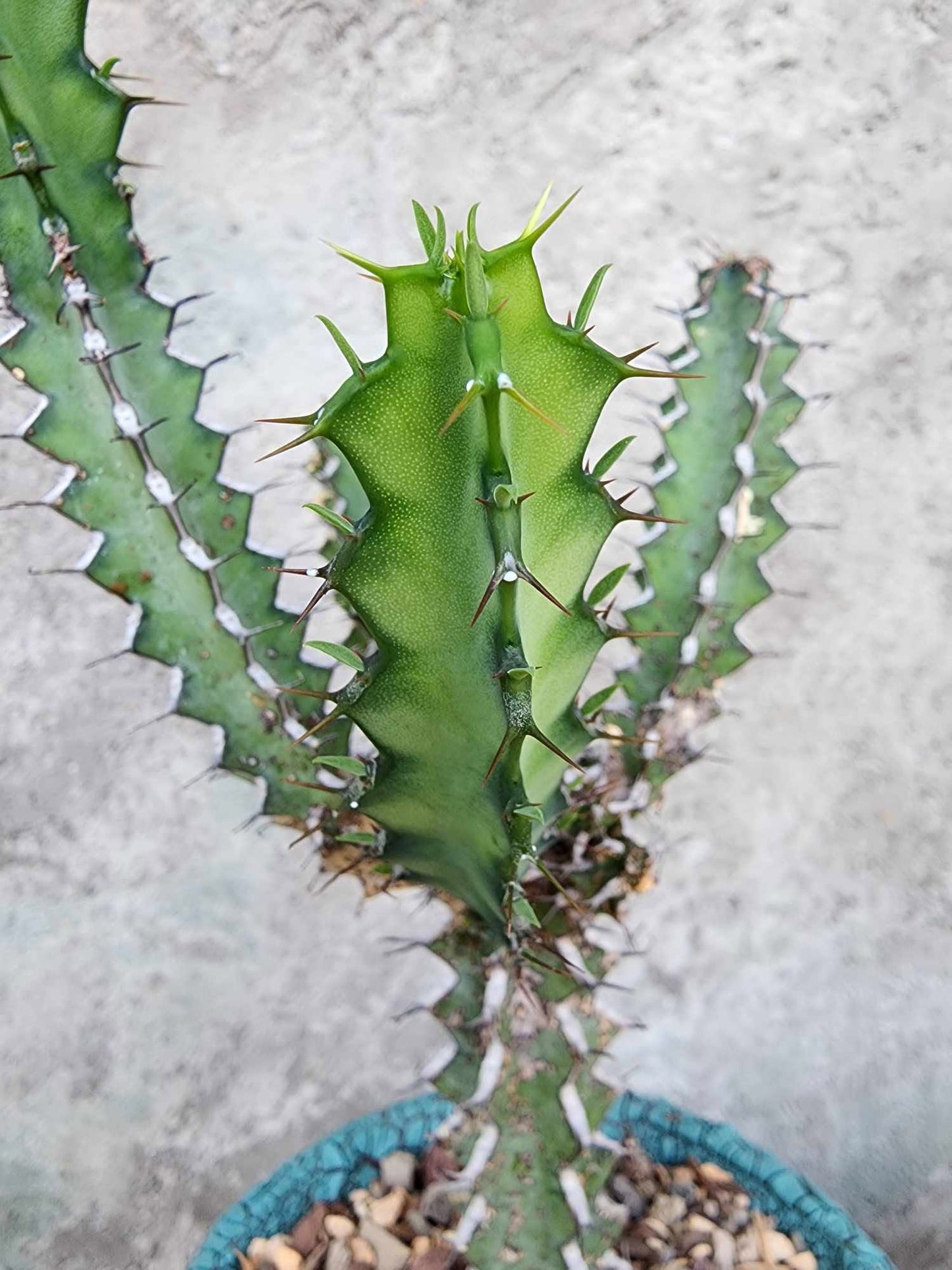 Euphorbia zoutpansbergensis
