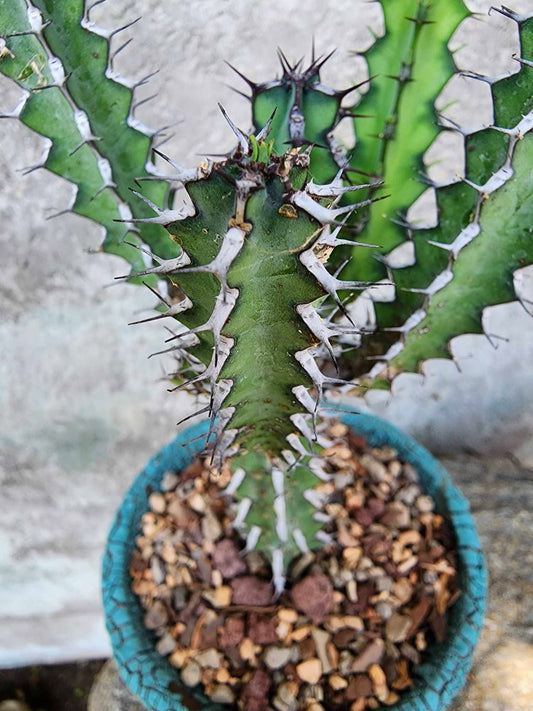Euphorbia zoutpansbergensis