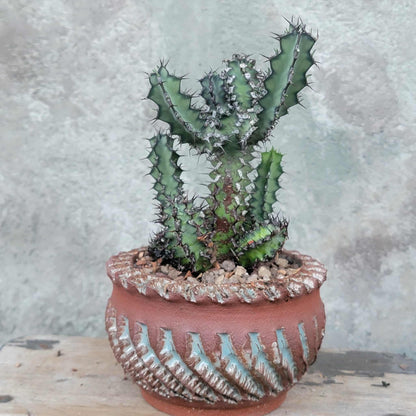 Euphorbia zoutpansbergensis
