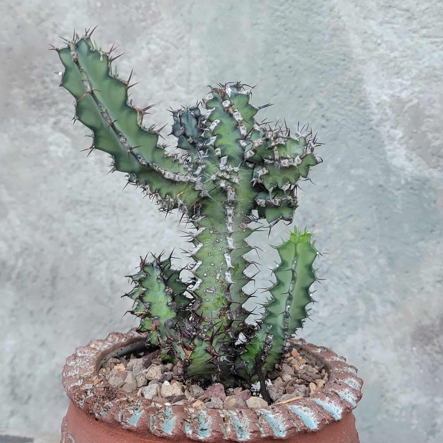 Euphorbia zoutpansbergensis