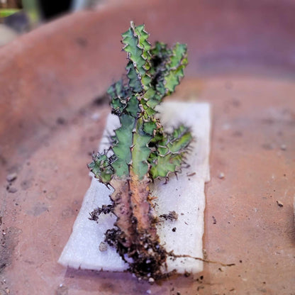 Euphorbia zoutpansbergensis