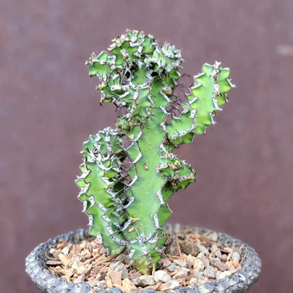 Euphorbia zoutpansbergensis