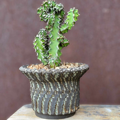 Euphorbia zoutpansbergensis