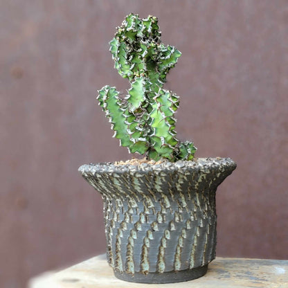 Euphorbia zoutpansbergensis