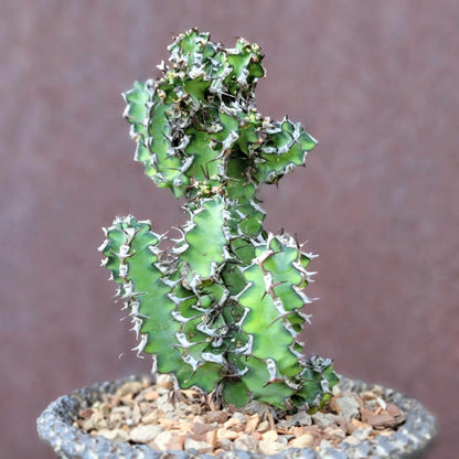 Euphorbia zoutpansbergensis