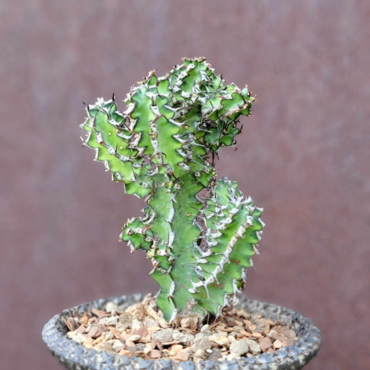 Euphorbia zoutpansbergensis