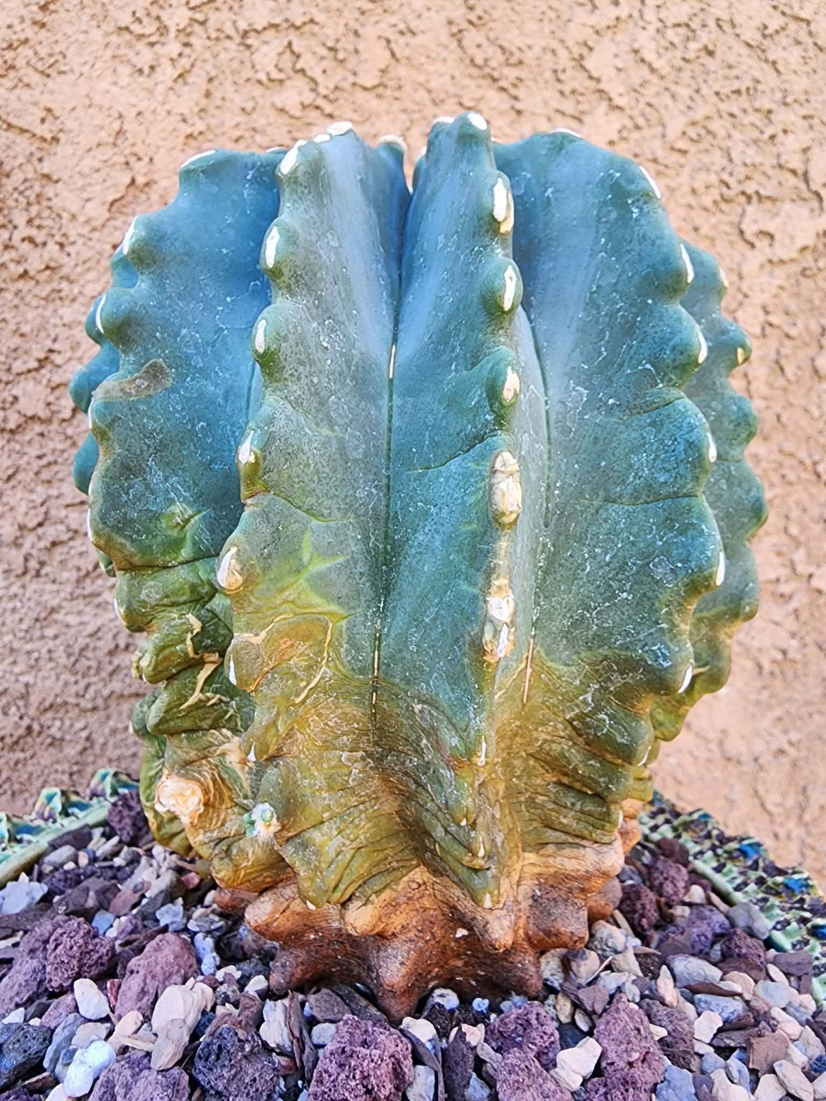 Ferocactus Glaucescens Inermis - Blue Barrel Cactus - BIG!