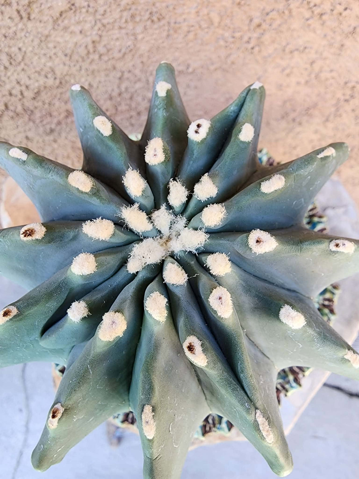 Ferocactus Glaucescens Inermis - Blue Barrel Cactus - BIG!