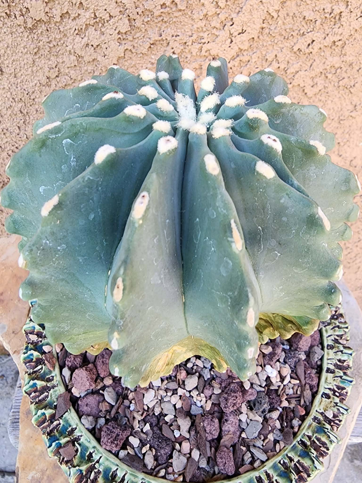 Ferocactus Glaucescens Inermis - Blue Barrel Cactus - BIG!