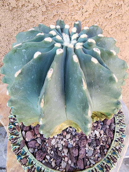 Ferocactus Glaucescens Inermis - Blue Barrel Cactus - BIG!
